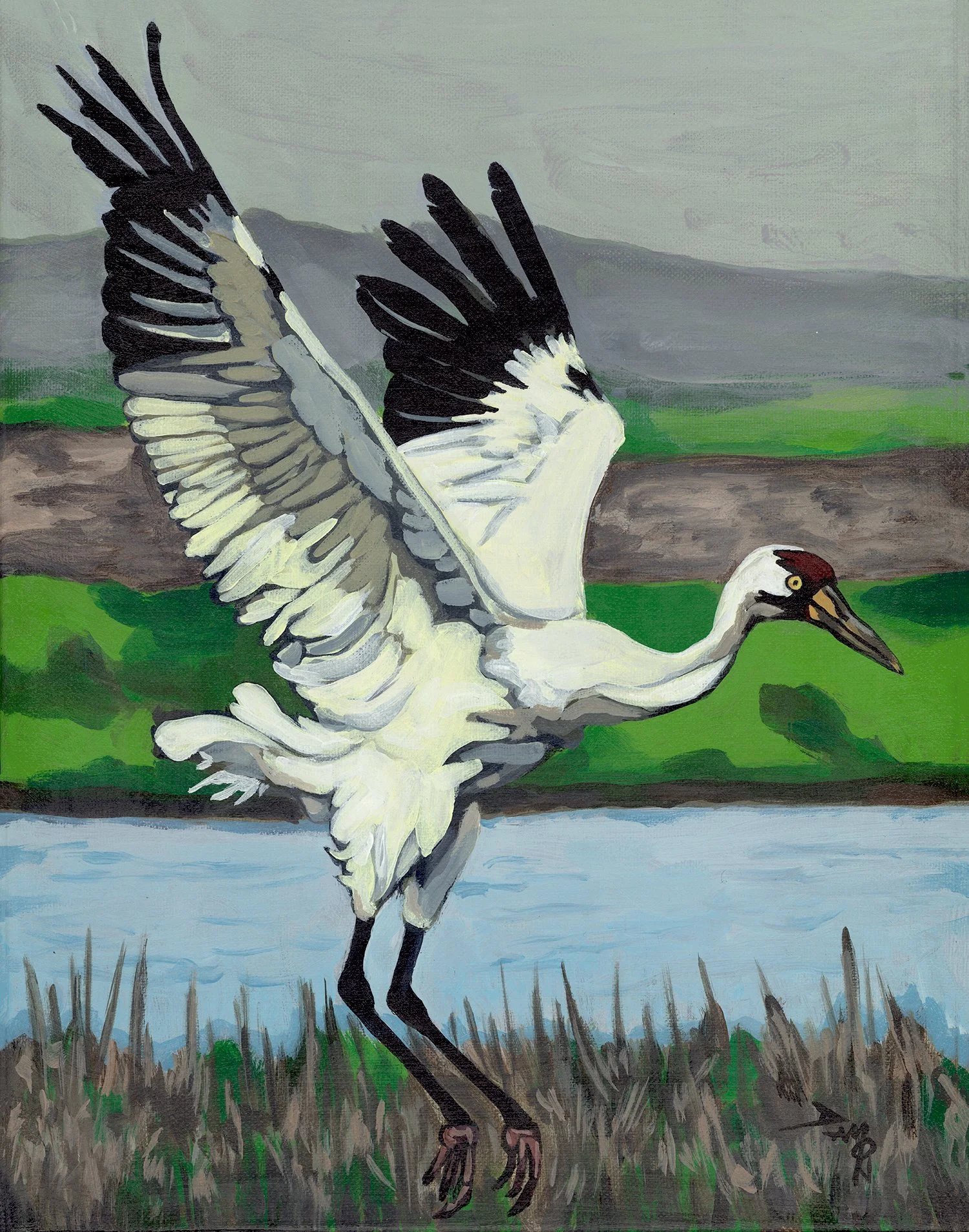 Whooping Crane Landing 11x14
